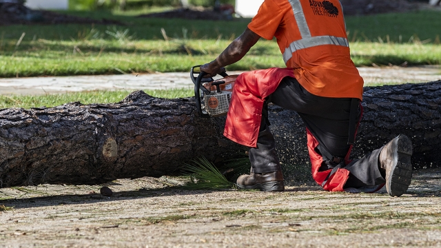 Felling the Giants: Unveiling the Art of Tree Removal