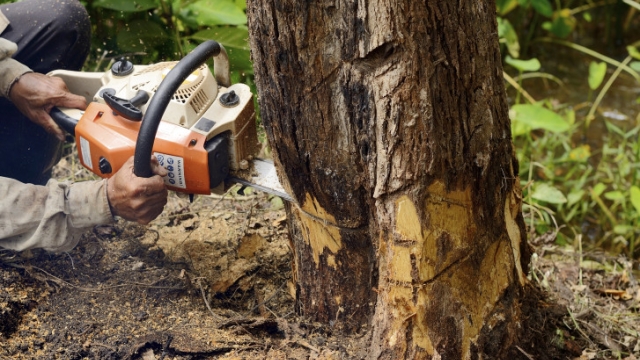 Unveiling the Art of Tree Care: From Removal to Trimming