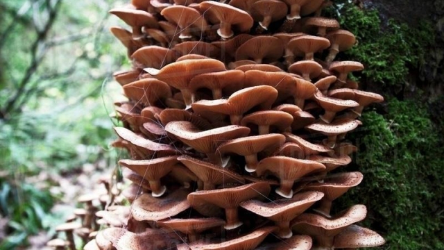 From Fungi to Feast: A Beginner’s Guide to Mushroom Growing