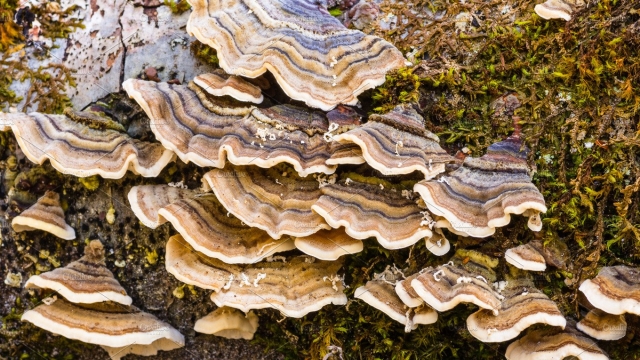 From Spores to Shrooms: Unleashing the Magic of Mushroom Growing