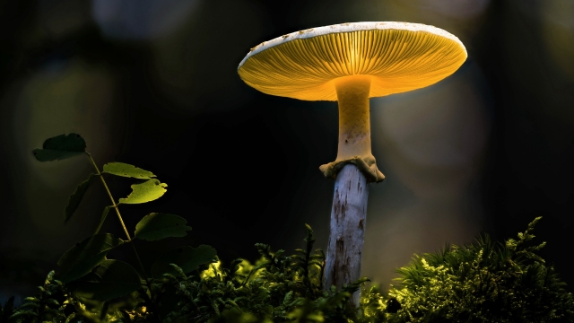 Unleashing the Fungi Magic: Your Guide to Successful Mushroom Growth