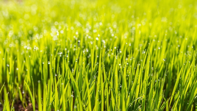 The Ultimate Guide to Achieving a Lush and Envy-Worthy Lawn