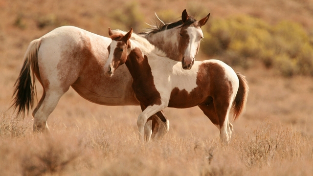 Elevate Your Equine’s Health: The Power of Horse Supplements, Care, and Vitamins