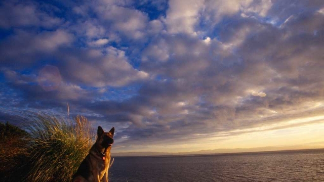 Unleash the Fun: Why Dog Daycare is a Pup’s Paradise