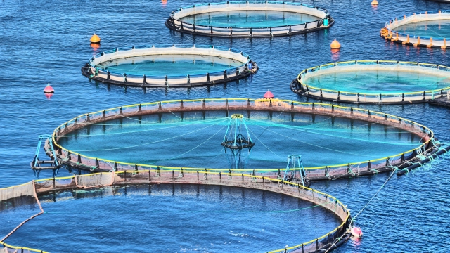 Diving into the Future: Revolutionary Aquaculture Technologies Transforming Fish Farming