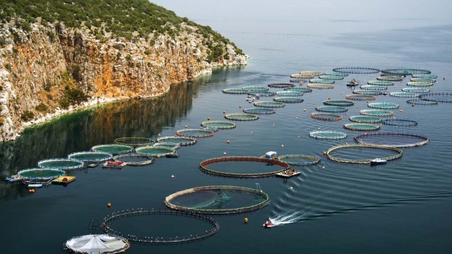 Revolutionizing the Blue Economy: The Future of Aquaculture Technology