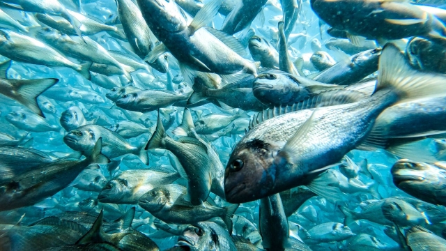 Revolutionizing the Waters: The Future of Aquaculture Technology