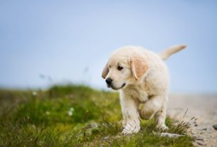 Pawsitive Vibes: Unleashing the Joy of Pet Parenting